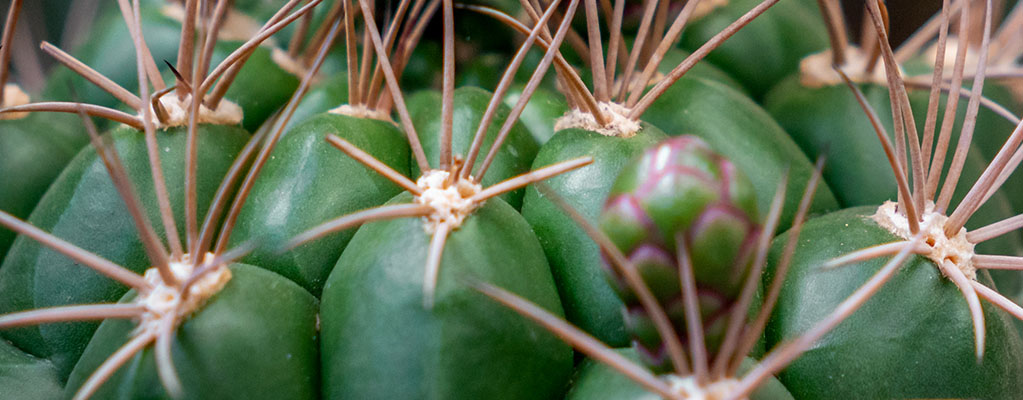 Cactus Boule