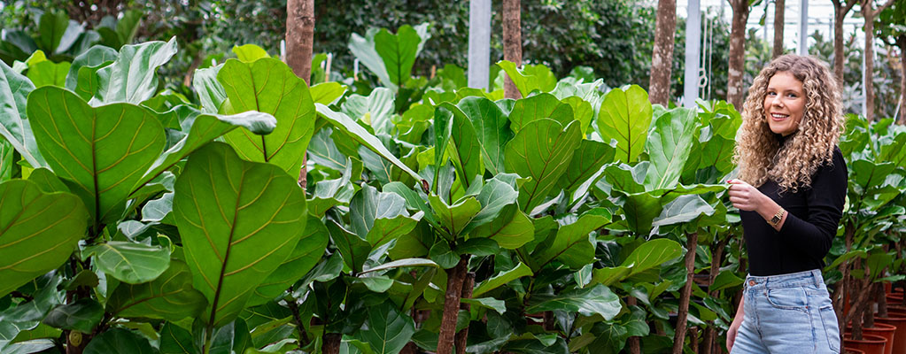 Ficus Lyrata - Figuier lyre