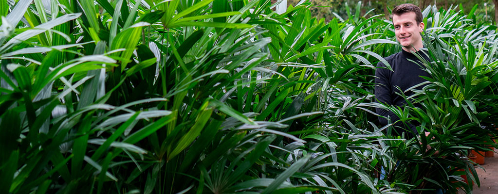 Palmier bambou - Rhapis