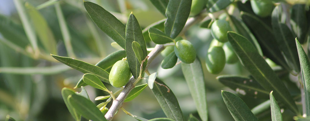 L'olivier (Olea Europaea) 