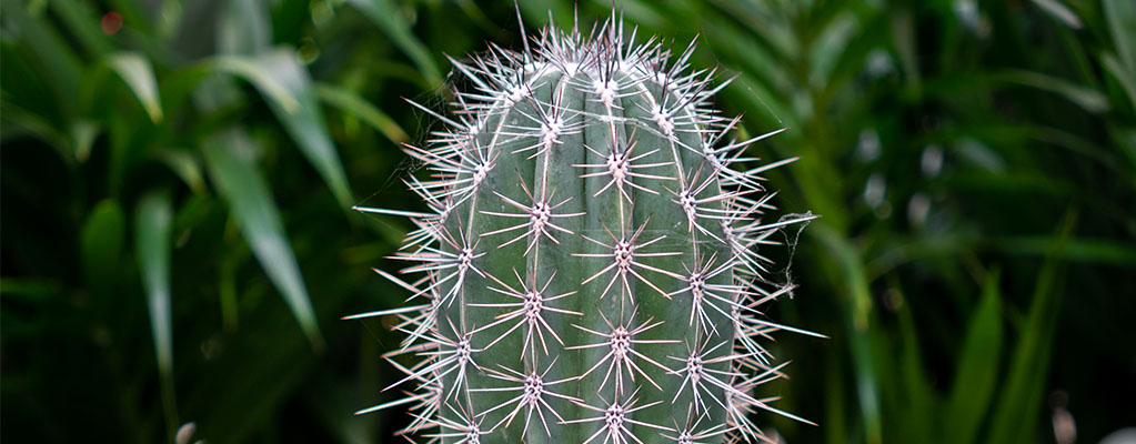 Cactus colonnaire - Pachycereus 