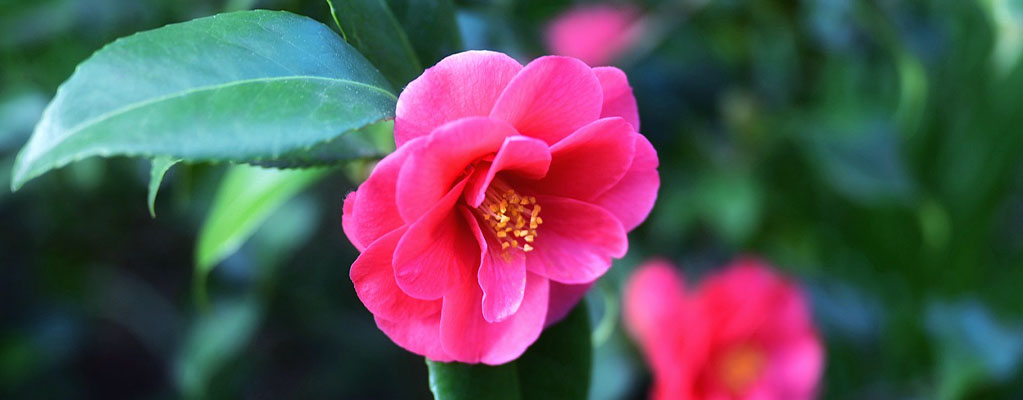 Camélia - Camellia
