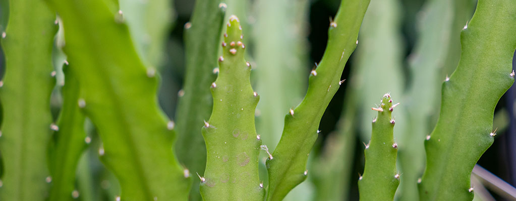 Epiphyllum - Cactus orchidée