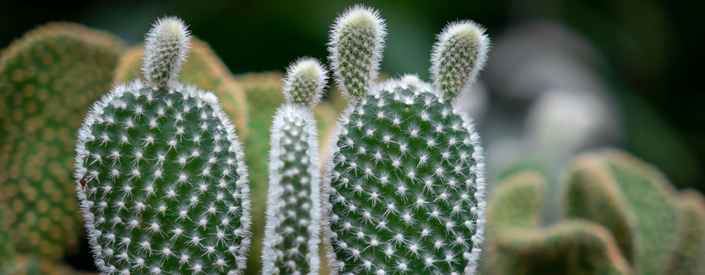 Opuntia - Cactus Raquette