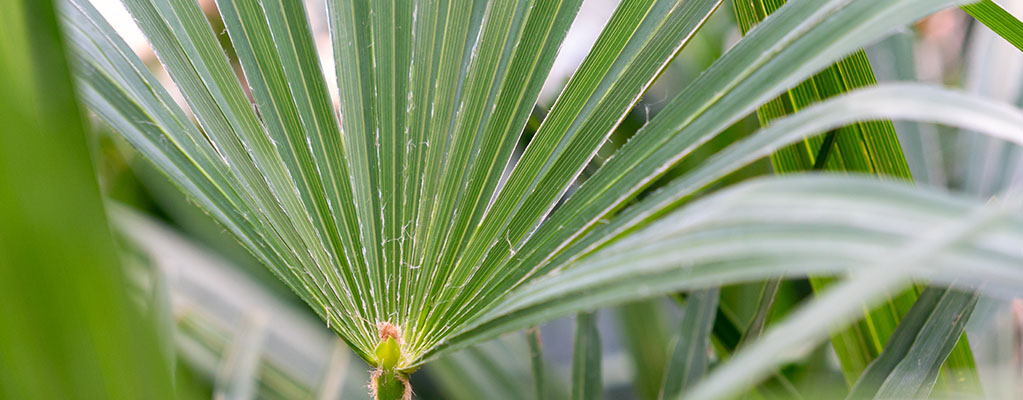 Trachycarpus - Palmier éventail