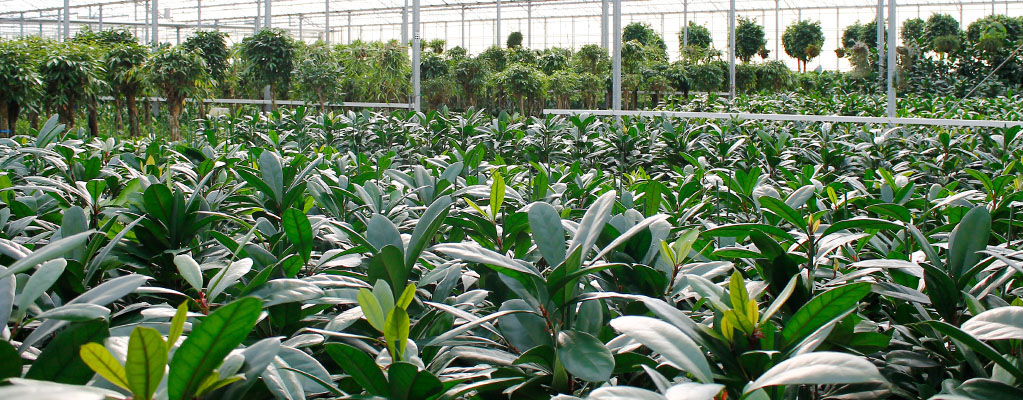 Plantes d'intérieur à grandes feuilles - hydroponie