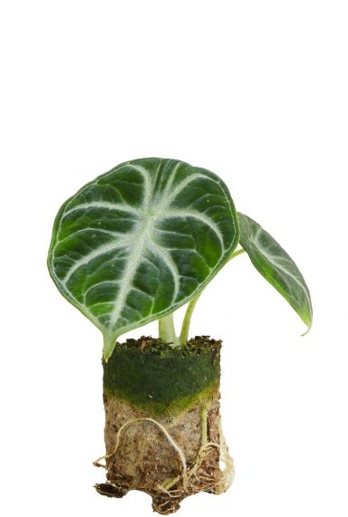 Alocasia ninja plant