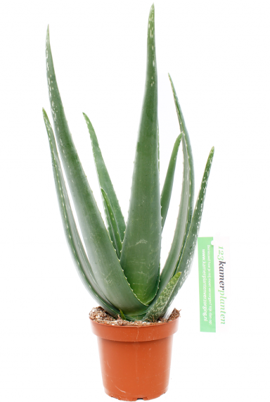 Aloe vera succulente