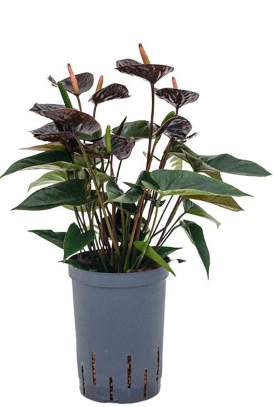 Anthurium black hydrocultuur planten