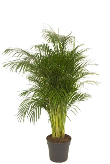 Areca palm kamerplant