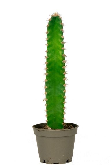 Cactus-florida-stekje