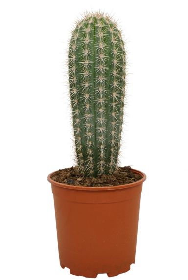 Cactus-pachycereus-pringlei-klein