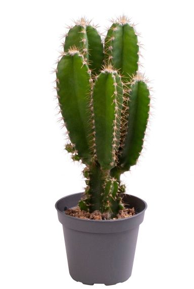 Cactus cereus peruvianus florida