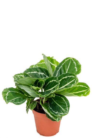 Calathea green plant