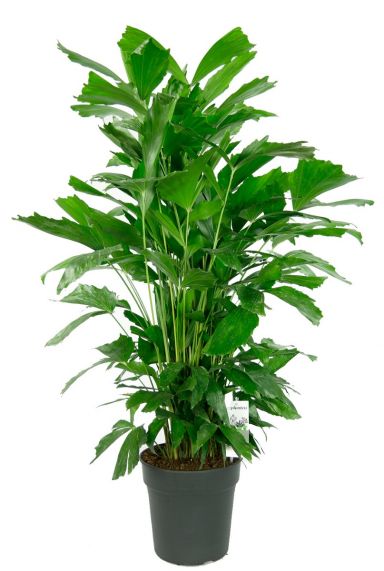 Caryota mitis kamerplant groen
