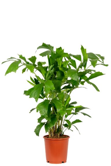 Caryota mitis plants 2