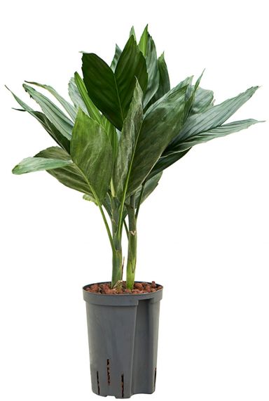 Chamaedorea metallica plant hydrocultuur