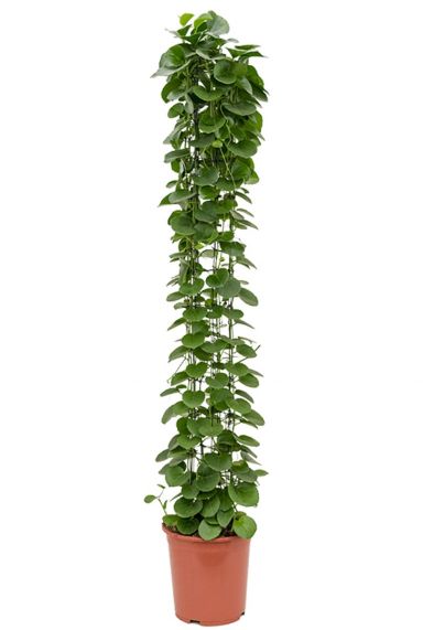 Cissus rotundifolia kamerplant