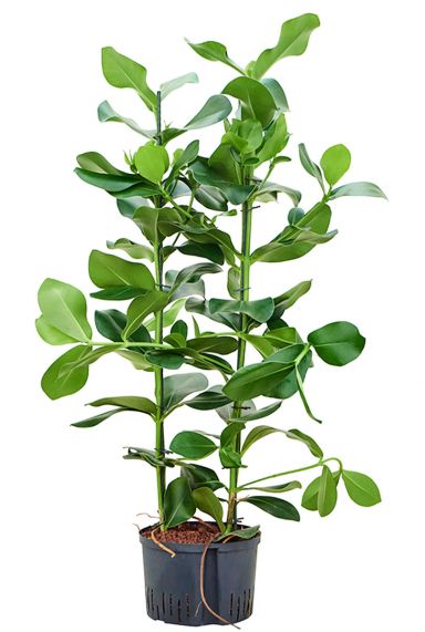 Clusia rosea hydro plant