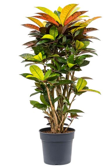 Croton codiaeum iceton plant
