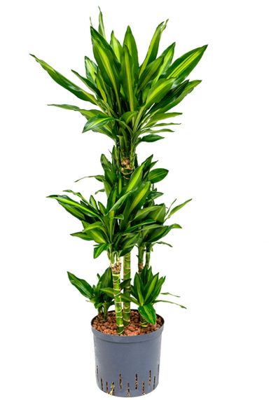 Dracaena cintho hydro plant