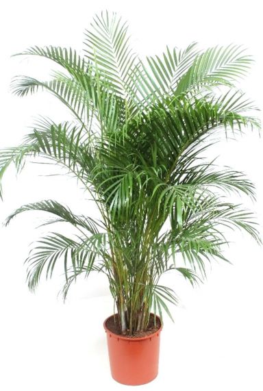 Areca : tout savoir sur ce palmier d'intérieur - Jardin23