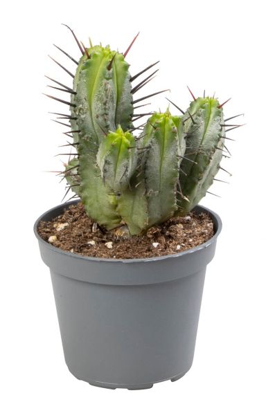 Euphorbia enopla cactus