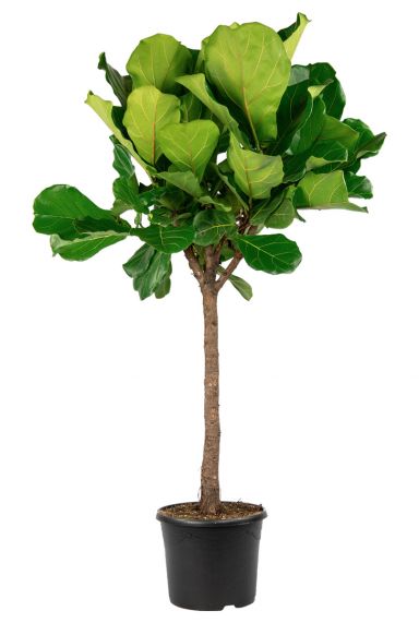 Ficus-lyrata-figuier-lyre-grande-d-interieur