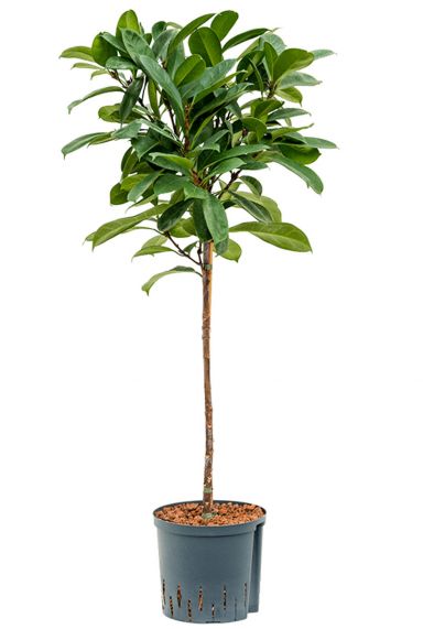 Ficus cyathistipula hydroplant