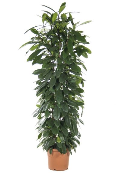 Ficus cyatistipula kamerplant