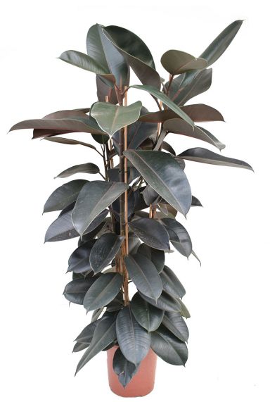 Ficus elastica abidjan planten