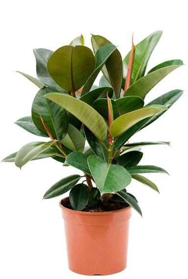 Ficus elastica robusta plants