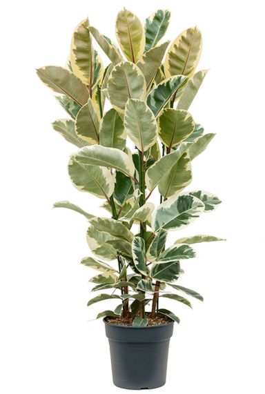 Ficus elastica tineke 1