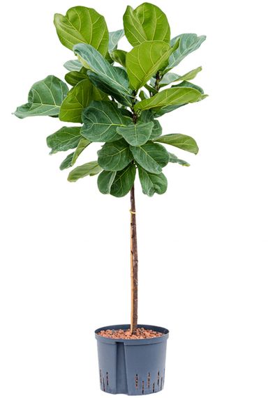 Ficus lyrata boom hydro