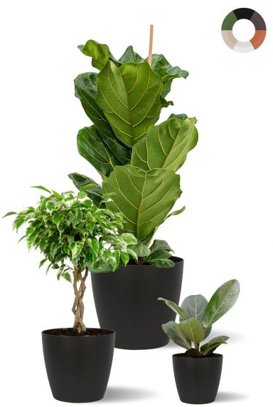Ficus plantes melange