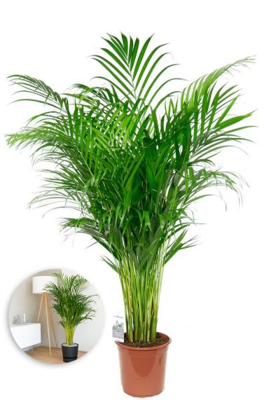 Grande areca plante palmier