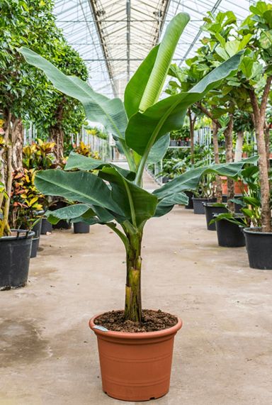 Grote bananenplant