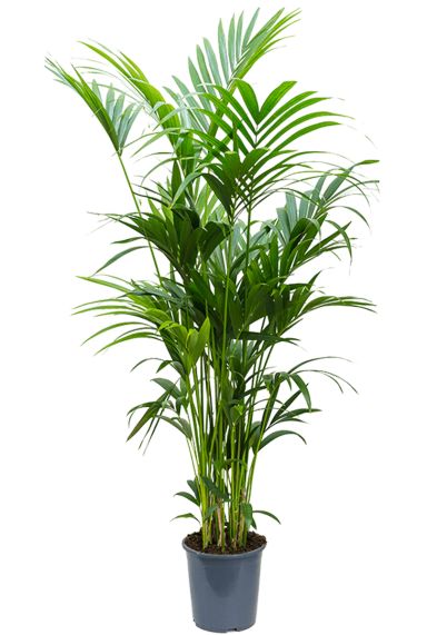 Grote kentia palm kamerplant 5