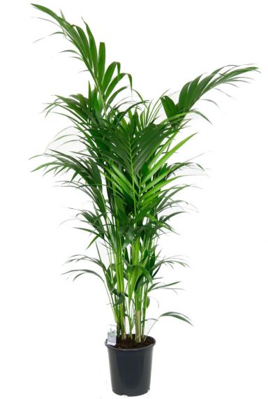 Grande et belle plante d'intérieur palmier kentia