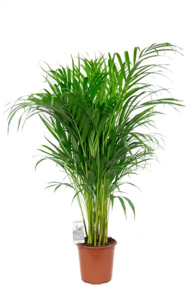 Plante d'intérieur palmier areca 