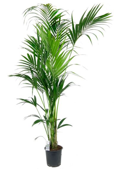 Kentia-palme-plante-d-interieur-1