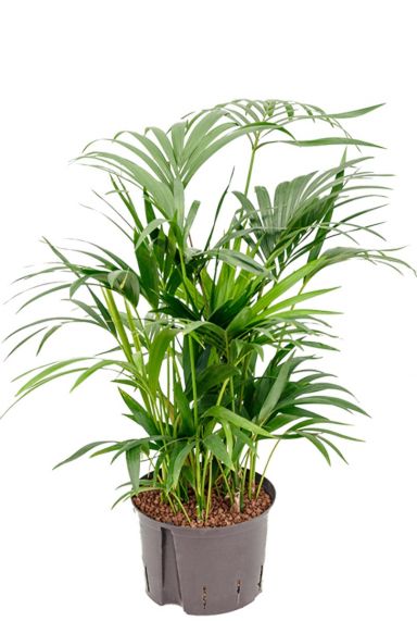 Plante hydroponique Kentia