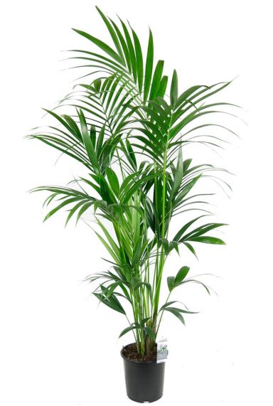 Kentia palm grote kamerplant 1