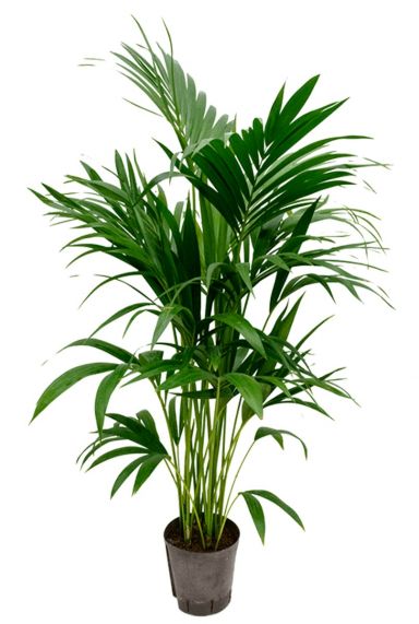 Kentia palm hydrocultuur