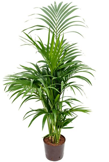 Kentia palm hydrocultuur plant