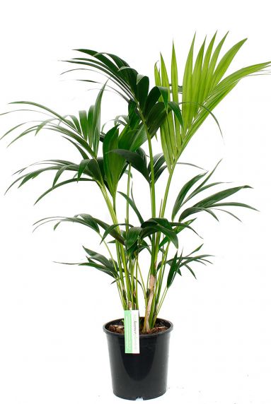 Kleine kentia palm 1 1