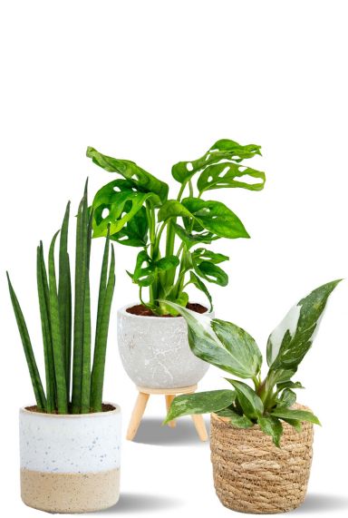 Mix planten in neutrale pot