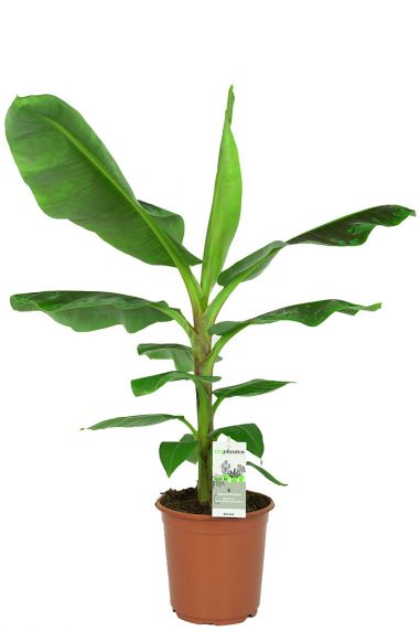 Musa-bananier -plante-d-interieur