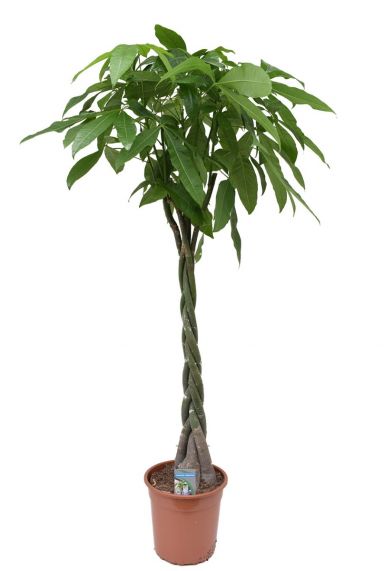 Pachira aquatica geldboom kamerplant