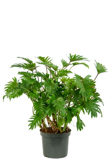 Philodendron xanadu houseplant